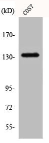 Western Blot analysis of COS7 cells using Abl1 Polyclonal Antibody