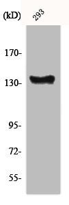 Western Blot analysis of 293 cells using c-Abl Polyclonal Antibody