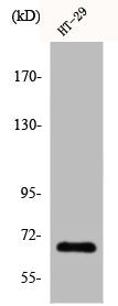 Western Blot analysis of HT29 cells using Cables1 Polyclonal Antibody