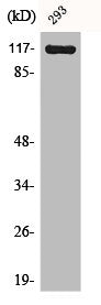 Western Blot analysis of NIH-3T3 cells using Cacna2d4 Polyclonal Antibody