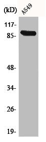 Western Blot analysis of A549 cells using Cadherin-16 Polyclonal Antibody