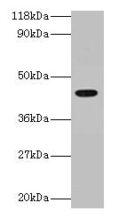 Western blot All lanes: ILF2 antibody at 2µg/ml + 293T whole cell lysate Secondary Goat polyclonal to rabbit IgG at 1/15000 dilution Predicted band size: 44 kDa Observed band size: 44 kDa