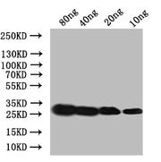 Western Blot Positive WB detected in: recombinant protein All lanes:Ace Antibody at 1:1000 Secondary Goat polyclonal to rabbit IgG at 1/50000 dilution Predicted band size: 30 kDa Observed band size: 30 kDa