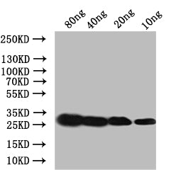 Western Blot Positive WB detected in: recombinant protein All lanes:Ace Antibody at 1:1000 Secondary Goat polyclonal to rabbit IgG at 1/50000 dilution Predicted band size: 30 kDa Observed band size: 30 kDa