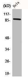 Western Blot analysis of Hela cells using Cadherin-18 Polyclonal Antibody