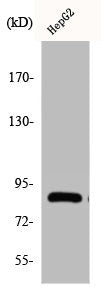 Western Blot analysis of COLO205 cells using Cadherin-19 Polyclonal Antibody