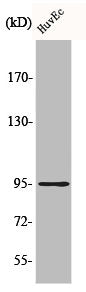 Western Blot analysis of HuvEc cells using Cadherin-26 Polyclonal Antibody