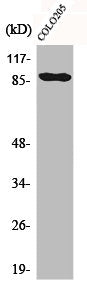Western Blot analysis of COLO205 cells using Cadherin-9 Polyclonal Antibody
