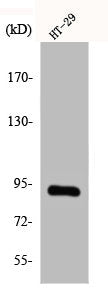 Western Blot analysis of Jurkat cells using CAGE-1 Polyclonal Antibody