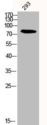 Western Blot analysis of 293 cells using Calpain 12 Polyclonal Antibody