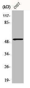 Western Blot analysis of COS7 cells using Calregulin Polyclonal Antibody