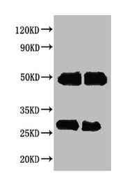 Western blot All lanes : Human IgG antibody at 2ug/ml Lane 1 : Human IgG protein 70ng Lane 2 : Human IgG protein 50ng Secondary Goat polyclonal to Rabbit IgG at 1/50000 dilution