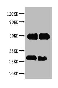 Western blot All lanes : Human IgG antibody at 2ug/ml Lane 1 : Human IgG protein 70ng Lane 2 : Human IgG protein 50ng Secondary Goat polyclonal to Rabbit IgG at 1/50000 dilution
