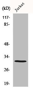 Western Blot analysis of MCF7 cells using Carbonyl Reductase 3 Polyclonal Antibody