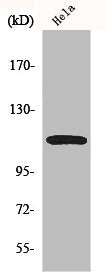 Western Blot analysis of 293 cells using CARD 10 Polyclonal Antibody