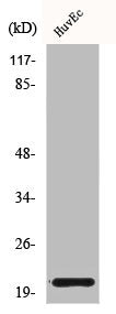 Western Blot analysis of HuvEc cells using Cardiotrophin-1 Polyclonal Antibody