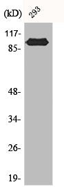 Western Blot analysis of 293 cells using CAS Polyclonal Antibody