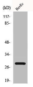 Western Blot analysis of HuvEc cells using Casein Kinase IIβ Polyclonal Antibody