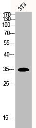 Western Blot analysis of 3T3 cells using Casein Kinase Iα Polyclonal Antibody