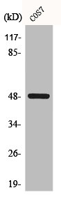 Western Blot analysis of COS7 cells using Casein Kinase Iγ1 Polyclonal Antibody