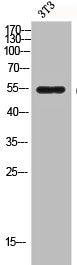 Western Blot analysis of 3T3 cells using Caspase-8 Polyclonal Antibody