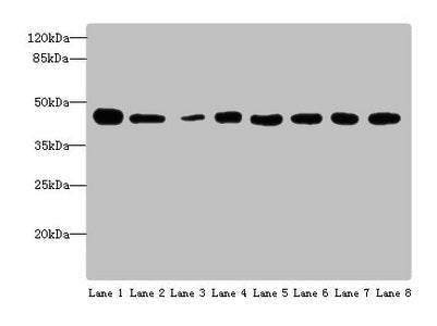 Western blot All lanes: ACTL6A antibody at 4 ug/ml Lane 1: Mouse thymus tissue Lane 2: Mouse spleen tissue Lane 3: Mouse heart tissue Lane 4: Jurkats whole cell lysate Lane 5: K562 whole cell lysate Lane 6: Hela whole cell lysate Lane 7: A549 whol...