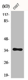 Western Blot analysis of COS7 cells using Caspase-9 Polyclonal Antibody
