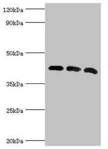 Western blot All lanes: Alpha-centractin antibody at 8ug/ml Lane 1: Mouse brain tissue Lane 2: MCF-7 whole cell lysate Lane 3: Mouse liver tissue Secondary Goat polyclonal to rabbit IgG at 1/10000 dilution Predicted band size: 43 kDa Observed band...