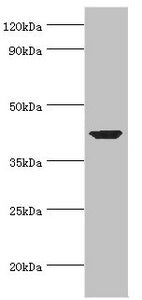 Western blot All lanes: Alpha-centractin antibody at 7ug/ml + Mouse brain tissue Secondary Goat polyclonal to rabbit IgG at 1/10000 dilution Predicted band size: 43 kDa Observed band size: 43 kDa