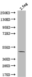 Western Blot Positive WB detected in: recombinant protein All lanes: ARP5 Antibody at 1:1000 Secondary Goat polyclonal to rabbit IgG at 1/50000 dilution Predicted band size: 40 kDa Observed band size: 40 kDa