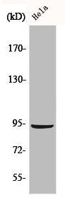 Western Blot analysis of HeLa cells using Catenin-β Polyclonal Antibody
