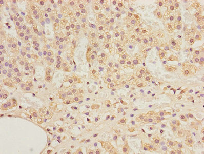 Immunohistochemistry of paraffin-embedded human adrenal gland tissue using CSB-PA001297LA01HU at dilution of 1:100
