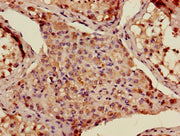 Immunohistochemistry of paraffin-embedded human testis tissue using CSB-PA001300LA01HU at dilution of 1:100