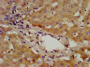 IHC image of CSB-PA001301LA01HU diluted at 1:400 and staining in paraffin-embedded human liver tissue performed on a Leica BondTM system. After dewaxing and hydration, antigen retrieval was mediated by high pressure in a citrate buffer (pH 6.0). S...