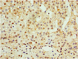 Immunohistochemistry of paraffin-embedded human adrenal gland tissue using CSB-PA001322DSR1HU at dilution of 1:100