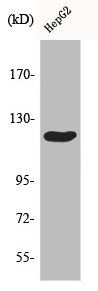 Western Blot analysis of HepG2 cells using Cbl Polyclonal Antibody