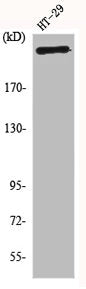 Western Blot analysis of HT29 cells using CBP Polyclonal Antibody