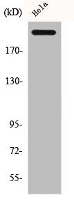 Western Blot analysis of HeLa cells using CBP Polyclonal Antibody