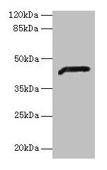 Western blot All lanes: ADH7 antibody at 2µg/ml + Mouse liver tissue Secondary Goat polyclonal to rabbit IgG at 1/10000 dilution Predicted band size: 42, 43 kDa Observed band size: 42 kDa