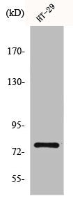 Western Blot analysis of LOVO cells using CBP80 Polyclonal Antibody