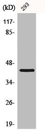 Western Blot analysis of HepG2 cells using CBX6 Polyclonal Antibody