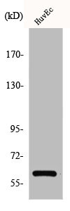 Western Blot analysis of COLO205 cells using CCDC102B Polyclonal Antibody