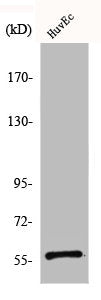 Western Blot analysis of HuvEc cells using CCDC4 Polyclonal Antibody