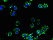 Immunofluorescent analysis of MCF-7 cells using CSB-PA001388LA01HU at dilution of 1:100 and Alexa Fluor 488-congugated AffiniPure Goat Anti-Rabbit IgG(H+L)