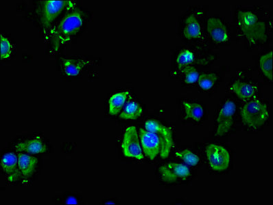 Immunofluorescent analysis of MCF-7 cells using CSB-PA001393LA01HU at dilution of 1:100 and Alexa Fluor 488-congugated AffiniPure Goat Anti-Rabbit IgG(H+L)