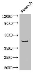 Western Blot Positive WB detected in: Mouse stomach tissue All lanes: ADRM1 antibody at 2.7ug/ml Secondary Goat polyclonal to rabbit IgG at 1/50000 dilution Predicted band size: 43 kDa Observed band size: 43 kDa