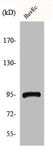 Western Blot analysis of HuvEc cells using CCDC45 Polyclonal Antibody