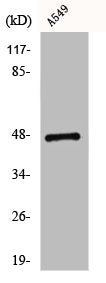 Western Blot analysis of K562 cells using CCK-BR Polyclonal Antibody