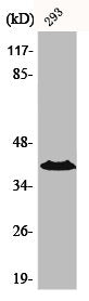 Western Blot analysis of 293 cells using CCRL1 Polyclonal Antibody