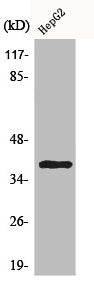 Western Blot analysis of HepG2 cells using CCRL2 Polyclonal Antibody